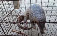 TP.Huế: Phát hiện tê tê quý hiếm đi lạc vào nhà dân