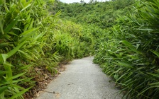 Đi lạc vào rừng vì chạy xe máy theo ứng dụng chỉ đường trên điện thoại