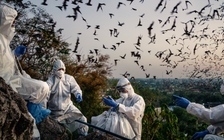 Thêm nghiên cứu truy tầm nguồn gốc Covid-19