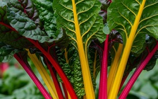 Ngày mới với tin tức sức khỏe: Món rau xào giúp kiểm soát cholesterol