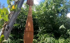 Bình Phước: Phát hoảng vì quả đạn súng cối treo trên cột điện