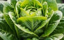 5 món rau xào giúp giảm cholesterol xấu cho người tuổi 50 cực hay