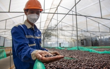 Giá cà phê 'rơi', vì sao Việt Nam không bị ảnh hưởng?
