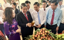 Quảng Tây 'mở luồng xanh' cho vải thiều Bắc Giang