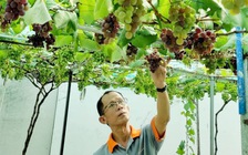 Vườn trái cây trên sân thượng giúp 'chữa lành' sau biến cố nghề tài xế