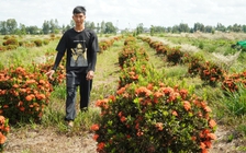 Trồng bông kiểng ‘quốc dân’ trên đất phèn mặn, thu nhập trăm triệu đồng