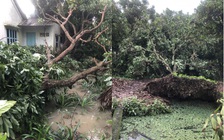 Giông lốc làm tốc mái nhà và gãy đổ gần 100 cây ăn trái chục năm tuổi