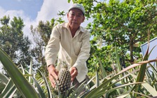 Trồng khóm hữu cơ kết hợp nuôi ốc lác, nông dân miền Tây kiếm bộn tiền