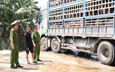 Chủ hàng phải chịu chi phí tiêu hủy 180 con lợn nhiễm dịch tả châu Phi
