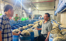 Khởi tố 3 người trong vụ 348 tấn giá đỗ 'ngậm' hóa chất độc hại