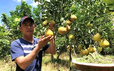 Độc lạ giống cam nặng cả ký, ăn được cả vỏ