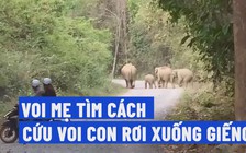 Đồng Nai: Voi con rơi dưới giếng, voi mẹ cùng bầy nỗ lực cứu bất thành