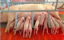 Giá heo hơi hôm nay 5.5.2025: Tiếp tục trầm lắng 