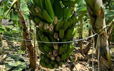 Đồng Nai: Truy tìm thủ phạm chặt phá hàng trăm buồng chuối cấy mô