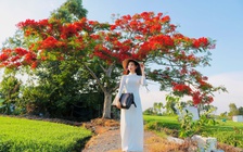 Người trẻ mặc áo dài, mang cặp xách đến giữa đồng chụp ảnh cùng cây phượng
