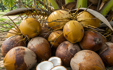 Nước dừa giải nhiệt mùa hè rất tốt nhưng tối kỵ với những người này