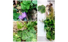 Cảnh báo về a xít gây độc trong cây me đất