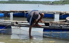 TP.HCM: Thiệt hại thủy sản vụ 2 tàu chở hàng bị tai nạn trên sông Lòng Tàu