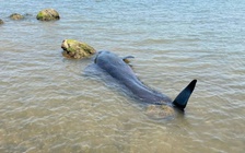 Cá voi dài 2 m trôi vào bờ biển Quảng Ngãi