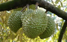 Sầu riêng sẽ có quy trình kiểm soát an toàn thực phẩm toàn chuỗi