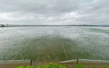 Hàng chục ngàn héc ta lúa vừa gieo của nông dân TP.Huế chìm trong biển nước