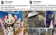 Cặp vợ chồng ở TP.HCM lừa bán hải sản cho hàng trăm người, chiếm đoạt 300 triệu