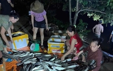 Quảng Trị - Quảng Bình: Lúa ngập, cá chết, 2 người mất tích do bão số 1