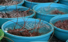 Lộ diện những hộ kinh doanh thu 'khủng'