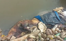 Xác lợn chết bị vứt lăn lóc trên mương thủy lợi