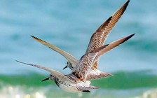 Chim quý hiếm đổ về Sơn Trà: Bán đảo xanh Đà Nẵng thành 'hành lang quốc tế'