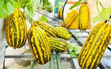 Vườn dưa sân thượng đẹp mê: Trái chín vàng ruộm, ai cũng xin bí quyết