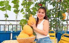 Trồng dưa lưới trên sân thượng ở TP.HCM, người phụ nữ gửi ngược về quê làm quà