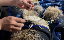 Lỗ hổng thực phẩm bẩn