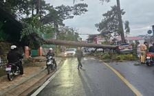 Thông cổ thụ bật gốc đè ô tô giữa đường phố Đà Lạt