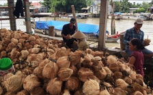 Giá cà phê lao dốc, dừa tăng vọt vì sao?