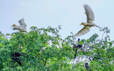 Những ngôi chùa độc đáo ở miền Tây: Nơi 'an cư' của chim cò quý hiếm