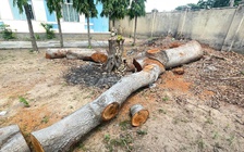 Hàng loạt cây gỗ lớn trong trụ sở UBND phường bị đốn hạ: Yêu cầu giải trình