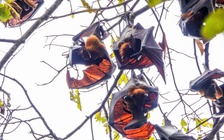 Những ngôi chùa độc đáo ở miền Tây: Nơi cư trú gần 50 năm của dơi quạ