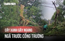 Cây xanh đổ ập trước cổng trường trong cơn mưa