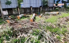 Cưa cây xanh trong trụ sở UBND xã để bán lấy tiền mua quà