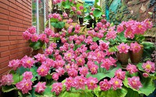 Người phụ nữ cắm hoa sen khắp cầu thang, dân mạng tưởng lạc vào vườn hoa