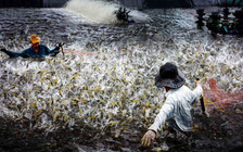 Hợp nhất Bạc Liêu - Cà Mau mở rộng không gian phát triển