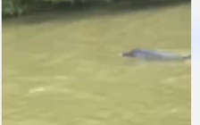 Hy hữu ở Cà Mau: Cá heo xuất hiện trên sông Gành Hào