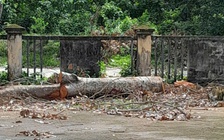 Vụ cưa cây xanh trong trụ sở UBND xã để gây quỹ: Lãnh đạo nhận sai