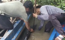 Cà Mau: Giải cứu cá heo bị đâm bằng chĩa sắt trên sông Gành Hào