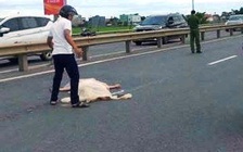 Sau khi đâm bạn gái trọng thương, người đàn ông chạy ra đường lao vào xe tải