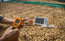 Giá cà phê tuần này sẽ thế nào?