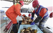 Trung Quốc dỡ bỏ lệnh cấm nhập khẩu hải sản Nhật Bản