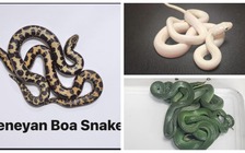 Ấn Độ bắt hành khách đi máy bay mang theo 16 con rắn