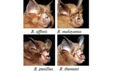 Báo cáo mới nhất về nguồn gốc SARS-CoV-2